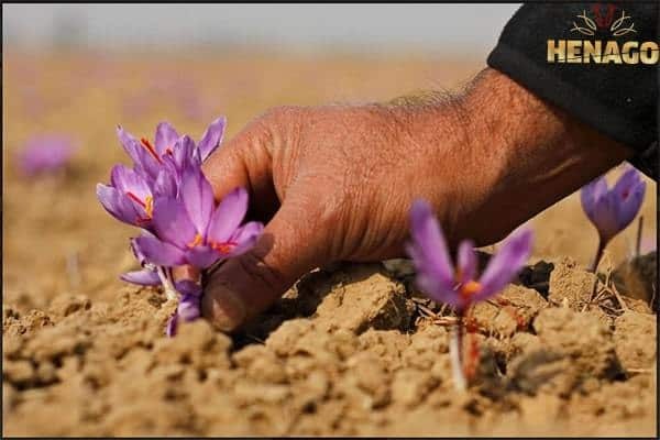 Nhụy hoa nghê tây saffron là  gì? Cách phân biệt thật giả - Tác dụng và cách sử dụng như nào?